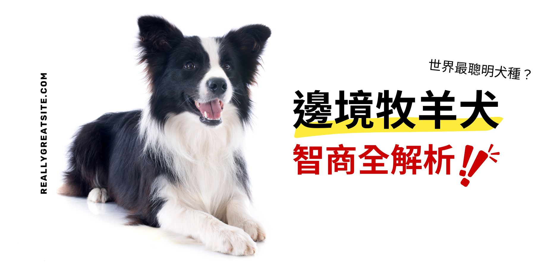 邊境牧羊犬智商全解析：為何它們是世界上最聰明的犬種？