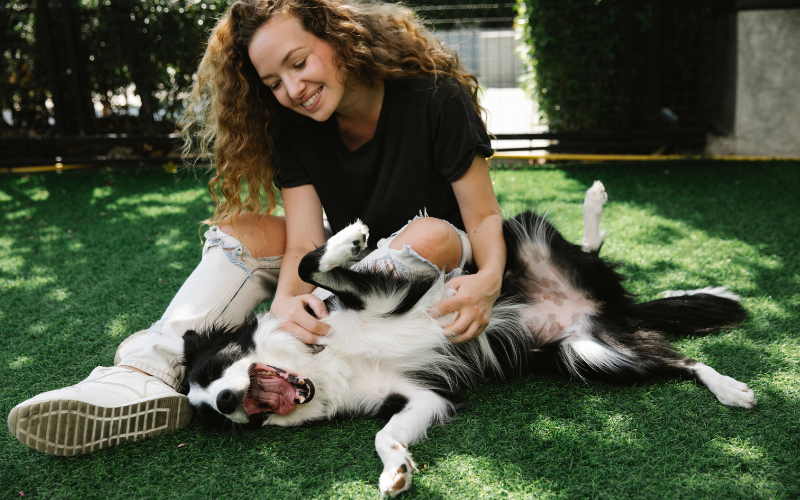 主人與邊境牧羊犬在草地上開心互動，展示了邊境牧羊犬的親人特質。