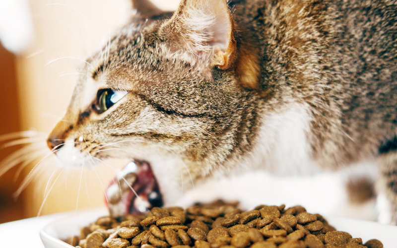 一隻貓咪嘔吐出吃進的乾糧，飼主需注意避免錯誤的飲食選擇，並避免過度餵食。