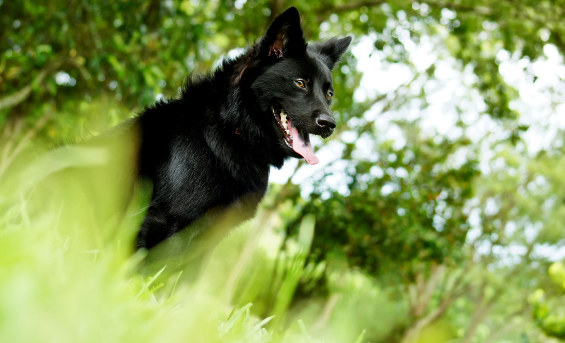 一隻黑色台灣犬站在綠草叢中，開心地張嘴喘氣，顯示其活力四射。