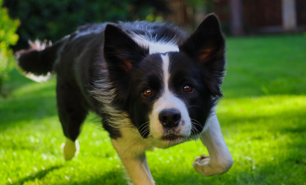 邊境牧羊犬在草地上奔跑，直視鏡頭