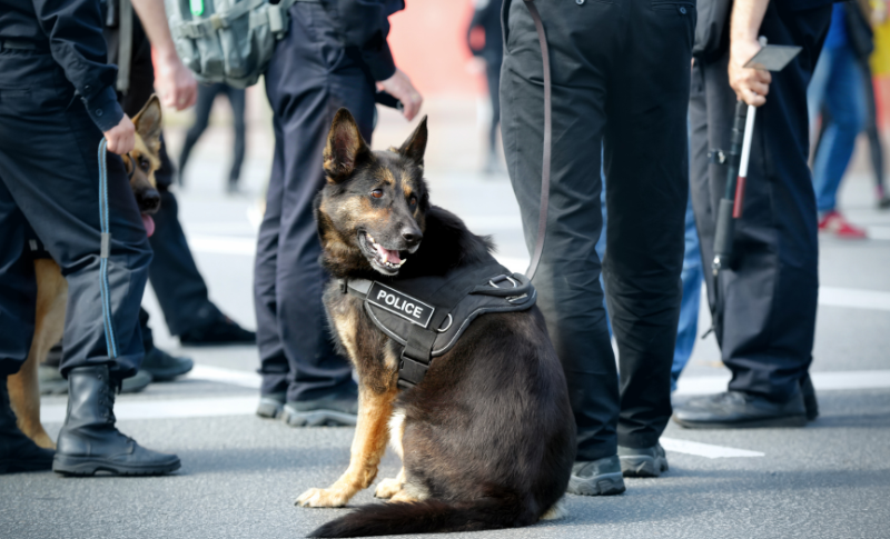 德國牧羊犬具備高度智商與服從性，是理想的工作犬和警犬