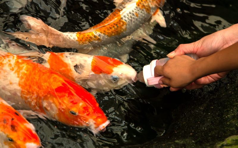 錦鯉是適合懶人飼養的觀賞魚，對環境耐受性高且餵食簡單。這些色彩鮮豔的魚類可以在小型池塘或魚缸中飼養，是優雅且輕鬆的寵物選擇。