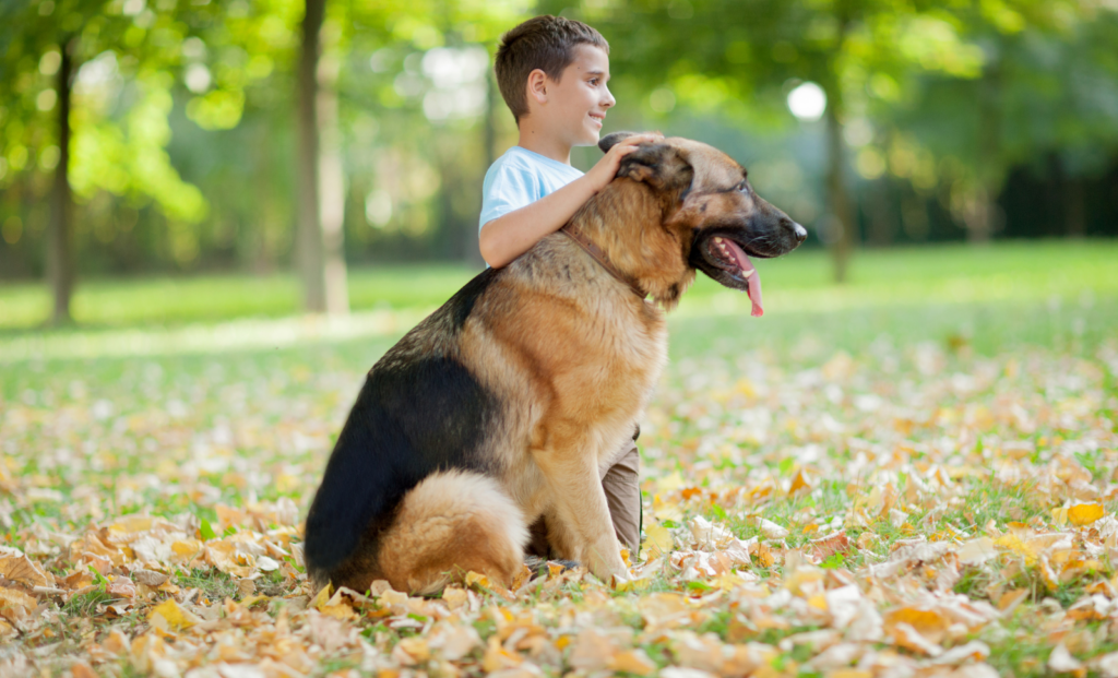 一名小男孩與德國牧羊犬在公園中相處，展示德國牧羊犬友好與溫順的性格。了解德國牧羊犬好養嗎？讓我們一起探索它們作為家庭寵物的優點。