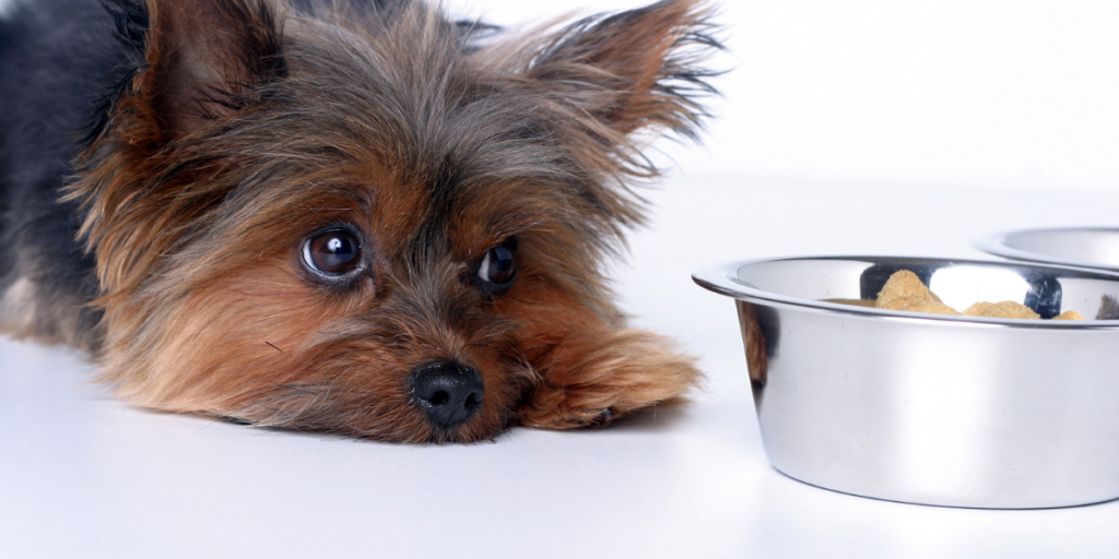 一隻小型犬懶洋洋地趴在碗前不願進食，這是新手飼主常見飼養錯誤之一，可能忽視了寵物食慾不佳的原因，進而影響健康。