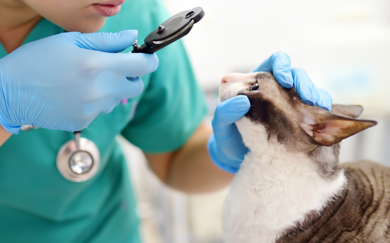 獸醫為一隻貓咪進行眼部檢查，新手飼主常見飼養錯誤之一是忽視定期的寵物健康檢查，這樣容易錯過早期健康問題的發現機會。