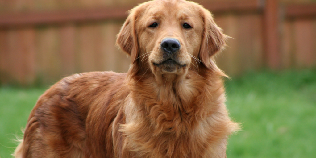 黃金獵犬以友善的個性著稱，適合家庭與新手飼主，尤其是有孩子的家庭。