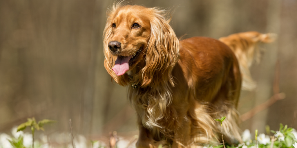 可卡犬個性溫柔且愛撒嬌，非常適合喜愛親密互動的飼主，尤其適合台灣的新手養狗家庭。