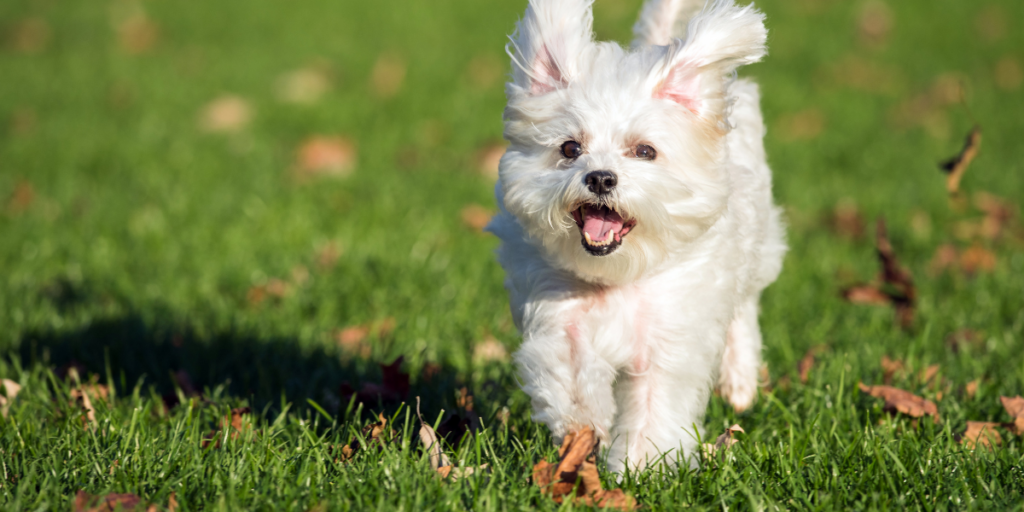 馬爾濟斯犬小巧且親人，適合室內飼養，尤其適合台灣公寓居住的新手飼主。