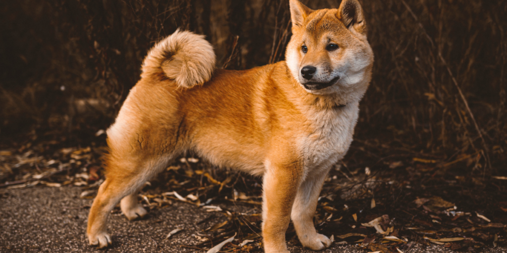 柴犬是獨立且聰明的犬種，適合台灣的公寓生活，也容易照顧，是新手飼主的理想選擇之一。